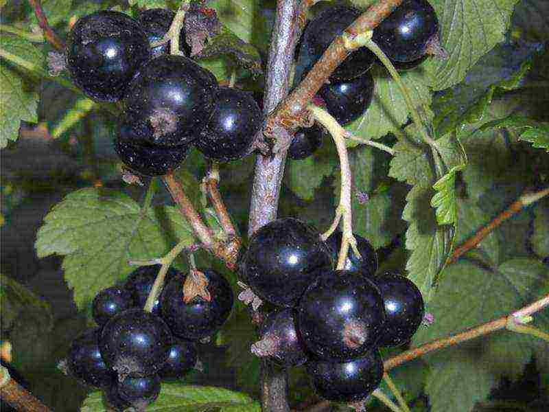 good varieties of black currants