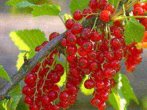 good varieties of red currant