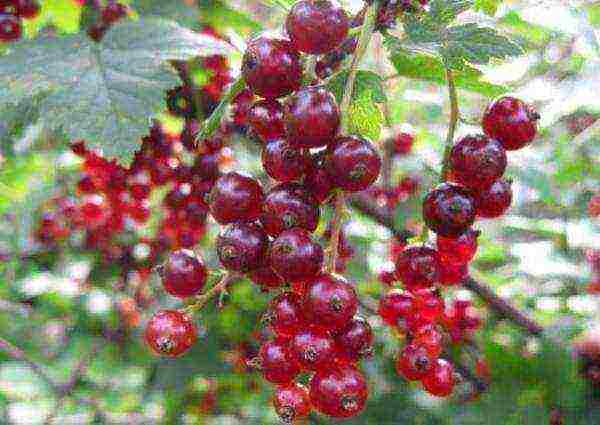 good varieties of red currant