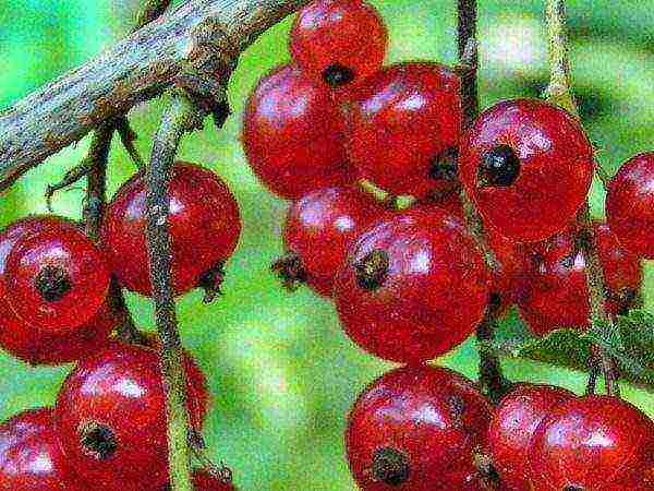 good varieties of red currant