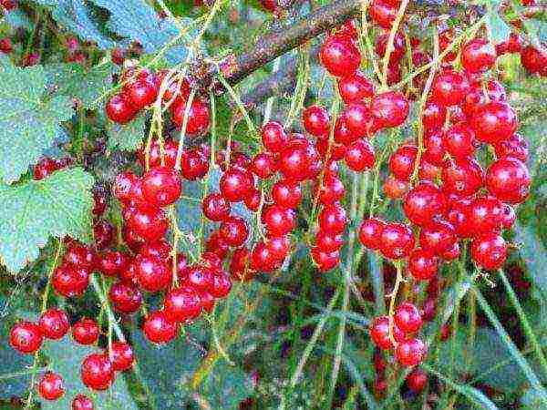 good varieties of red currant