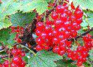 good varieties of red currant