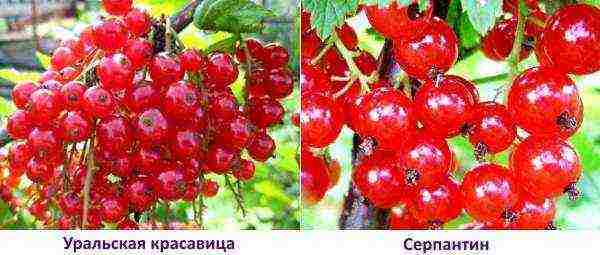 good varieties of red currant