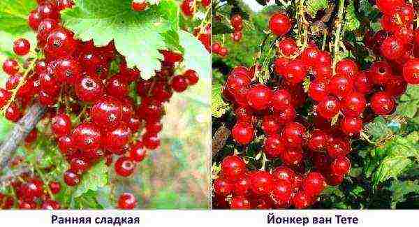 good varieties of red currant