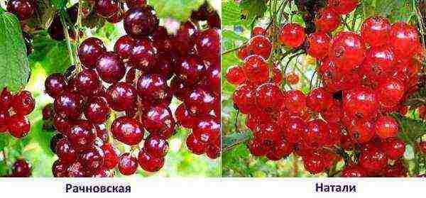 good varieties of red currant