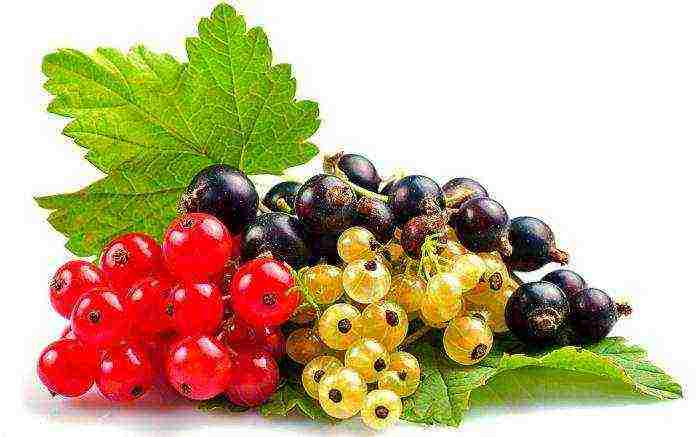 good varieties of red currant