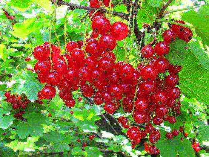 good varieties of red currant