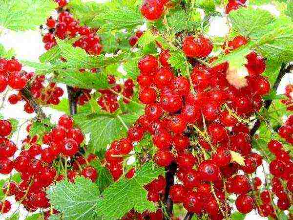 good varieties of red currant