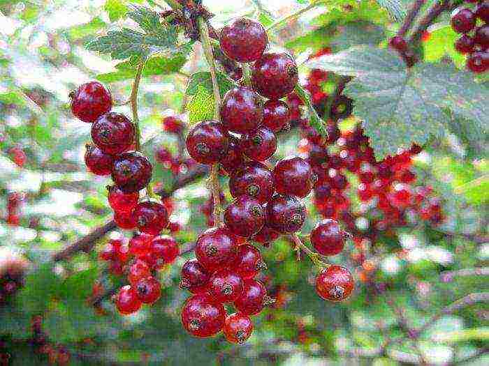 good varieties of red currant