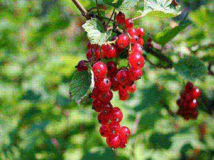 good varieties of red currant