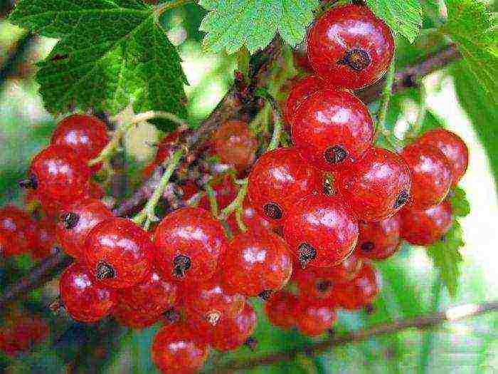 good varieties of red currant