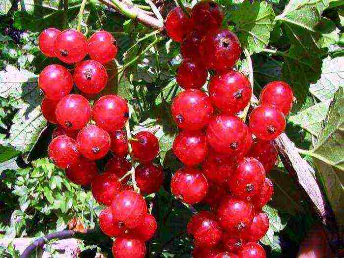 good varieties of red currant