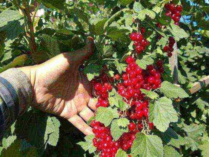 good varieties of red currant