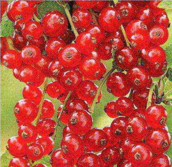 good varieties of red currant