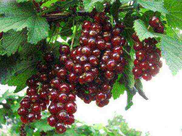 good varieties of red currant