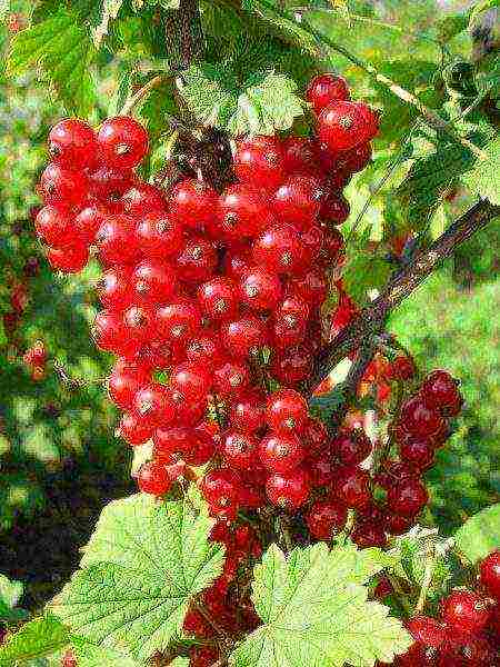 good varieties of red currant