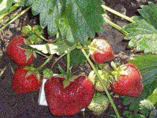 good varieties of garden strawberries