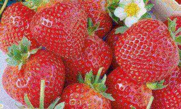 good varieties of garden strawberries