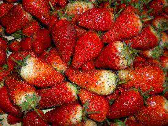 mahusay na mga pagkakaiba-iba ng mga strawberry sa hardin