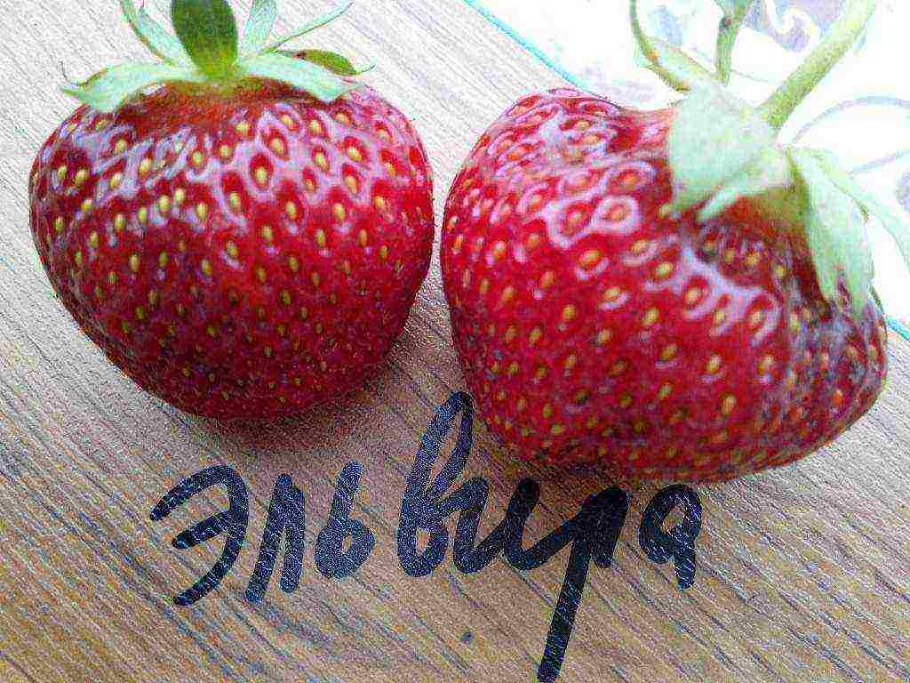 mahusay na mga pagkakaiba-iba ng mga strawberry sa hardin