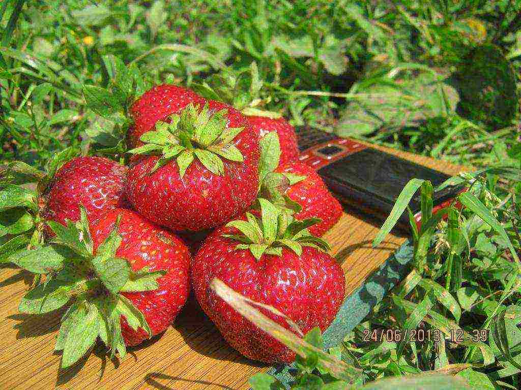 mahusay na mga pagkakaiba-iba ng mga strawberry sa hardin