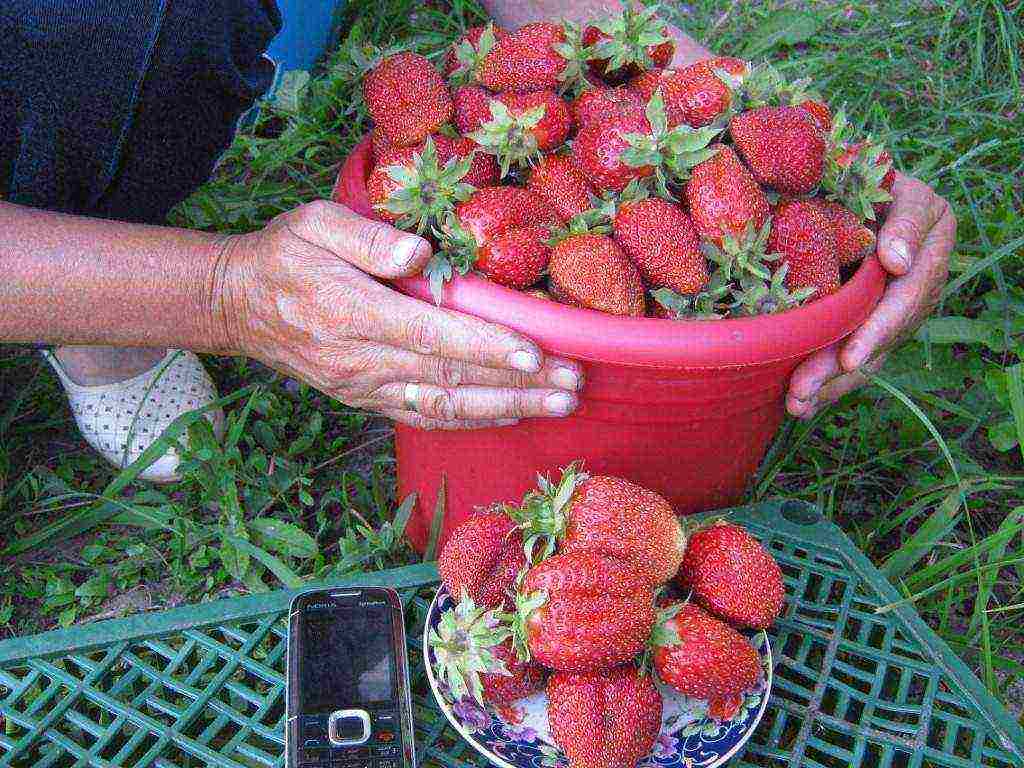 mahusay na mga pagkakaiba-iba ng mga strawberry sa hardin