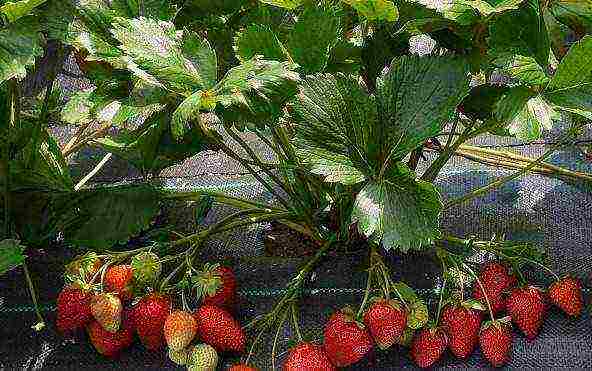 mahusay na mga pagkakaiba-iba ng mga strawberry sa hardin