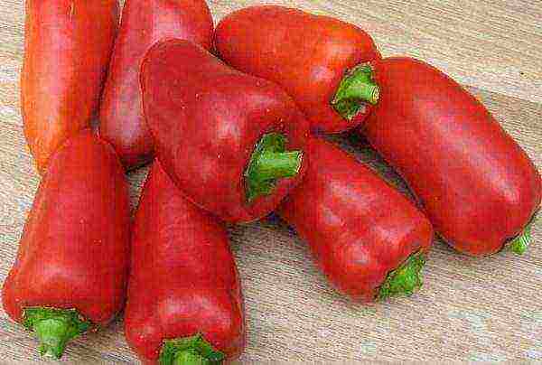 good variety of bell pepper