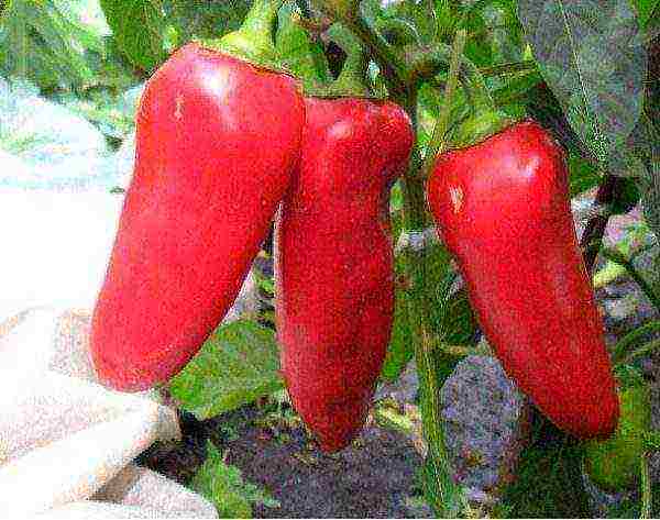 good variety of bell pepper