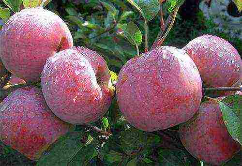 good variety of autumn apple trees