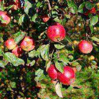 good variety of autumn apple trees