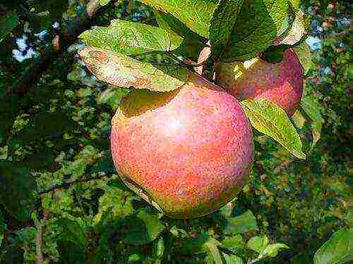 good variety of autumn apple trees