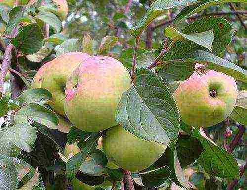 good variety of autumn apple trees