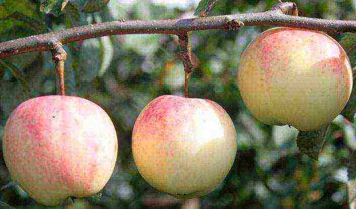 good variety of autumn apple trees