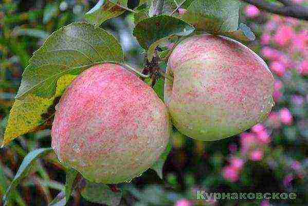 good variety of autumn apple trees