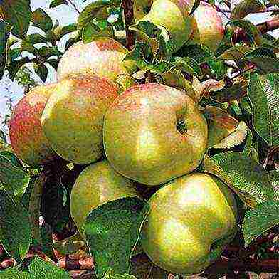 good variety of autumn apple trees