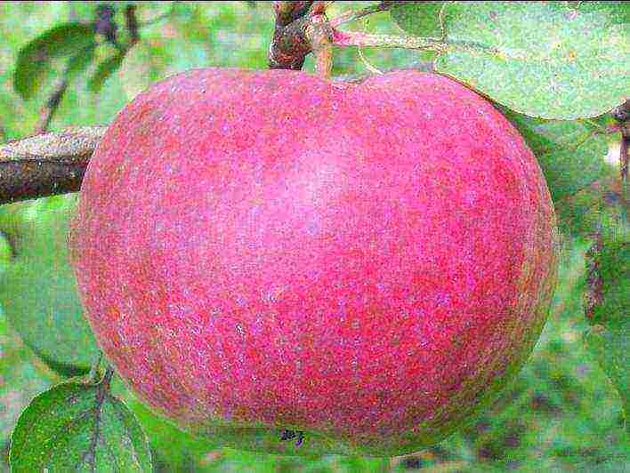 good variety of autumn apple trees