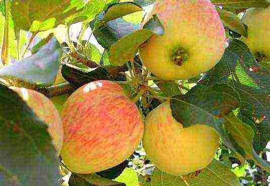 good variety of autumn apple trees