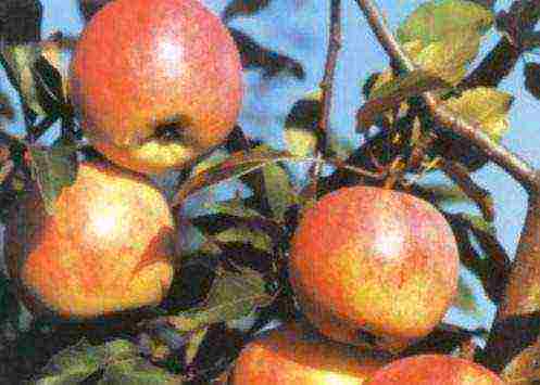 good variety of autumn apple trees