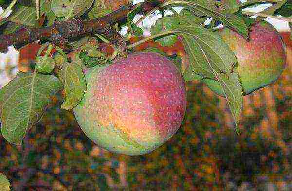 good variety of autumn apple trees