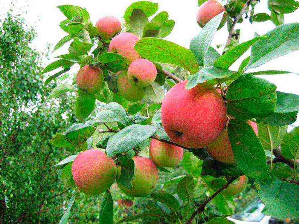 good variety of autumn apple trees