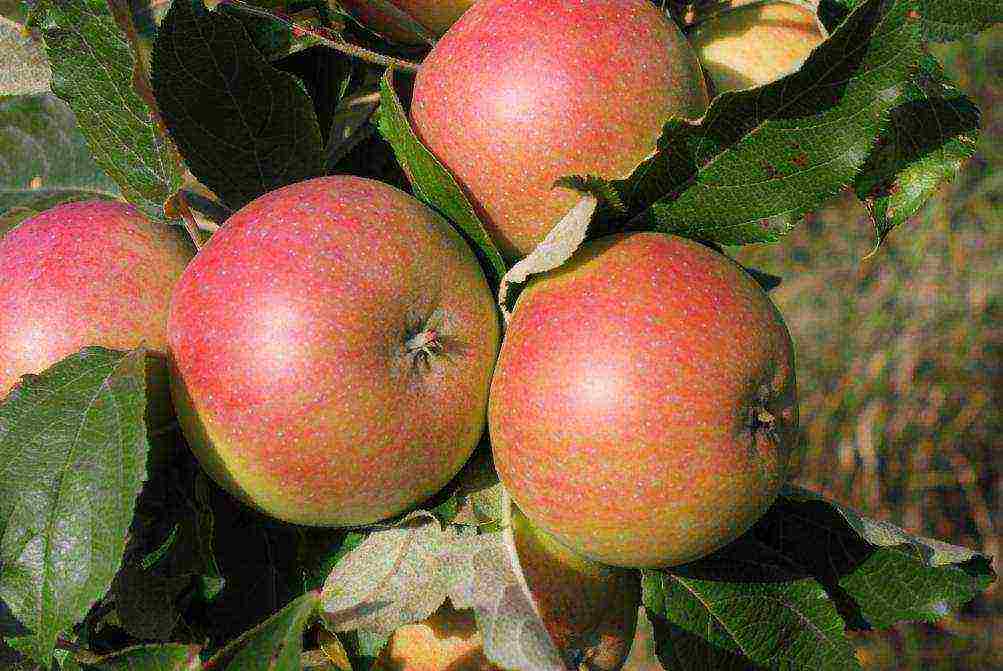 good variety of autumn apple trees