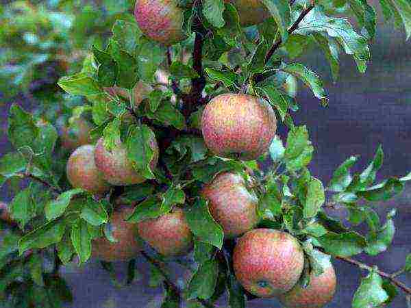 good variety of autumn apple trees