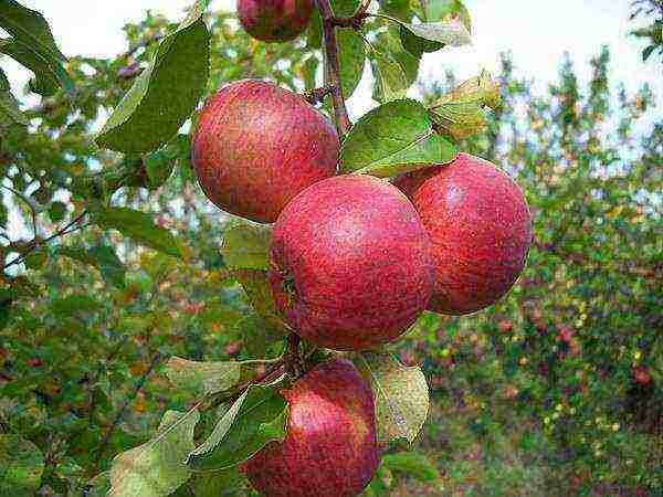 good variety of autumn apple trees