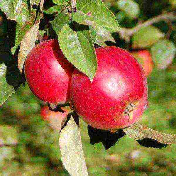 good variety of autumn apple trees