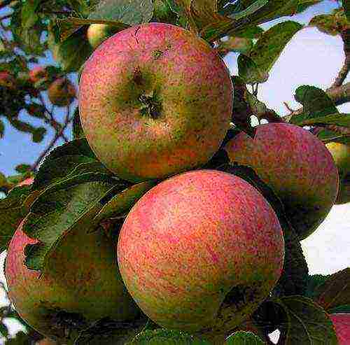 good variety of autumn apple trees