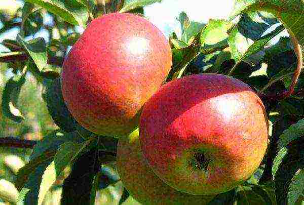 good variety of autumn apple trees