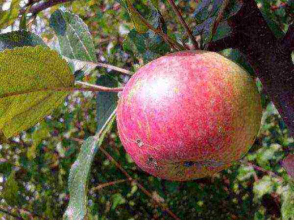 good variety of autumn apple trees