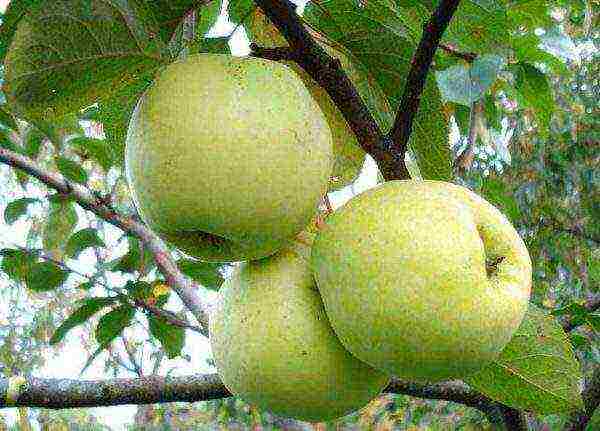 good variety of autumn apple trees