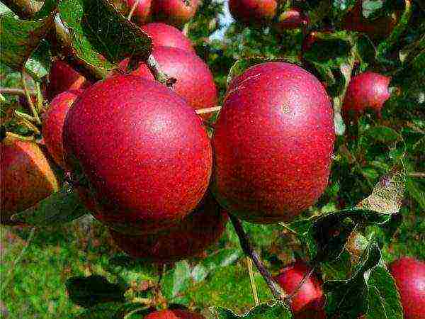 good variety of autumn apple trees